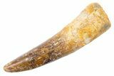 Fossil Spinosaurus Tooth - Real Dinosaur Tooth #345555-1
